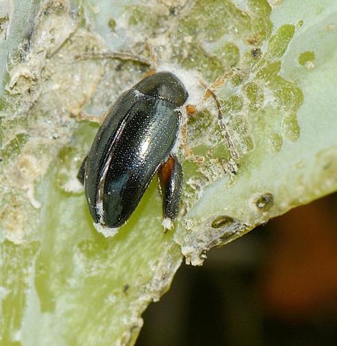 Réf. 255 377 : Psylliodes sp.